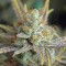 Antalya’da  Auto Dolche Cheese feminised Ganja Seeds kenevir tohumu