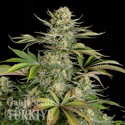 Auto Dolche Cheese feminised Ganja Seeds