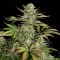 Fethiye’de  Auto Dolche Cheese feminised Ganja Seeds kenevir tohumu