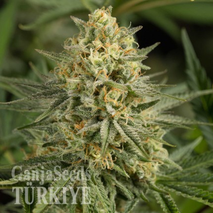 Auto Dolche Cheese feminised Ganja Seeds