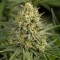 Bursa’da  Auto Dolche Cheese feminised Ganja Seeds kenevir tohumu