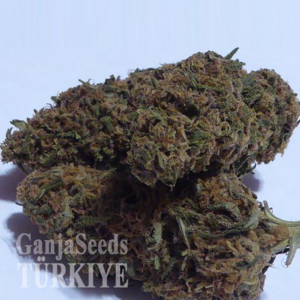 Auto Dolche Cheese feminised Ganja Seeds