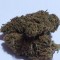 Adana’da  Auto Dolche Cheese feminised Ganja Seeds kenevir tohumu