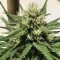 Aydın’da  Auto Dolche Cheese feminised Ganja Seeds kenevir tohumu