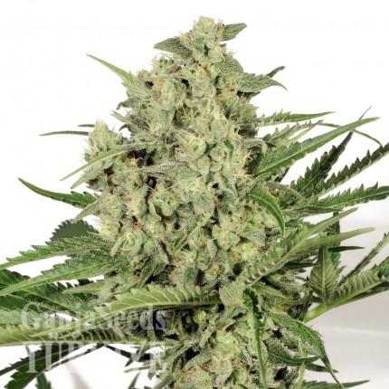 Auto Dolche Cheese feminised Ganja Seeds