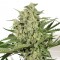 Denizli’de  Auto Dolche Cheese feminised Ganja Seeds kenevir tohumu