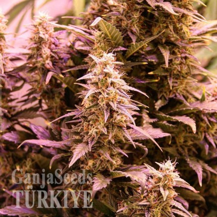 Konya’da CBD New York Diesel feminised Ganja Seeds kenevir tohumu CBD New York Diesel feminised Ganja Seeds