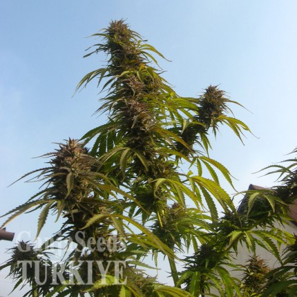 Auto White Widow feminised Ganja Seeds