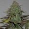 Yalova’da Cheese Berries feminised Ganja Seeds kenevir tohumu