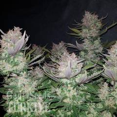 Auto Dark Devil feminised Ganja Seeds