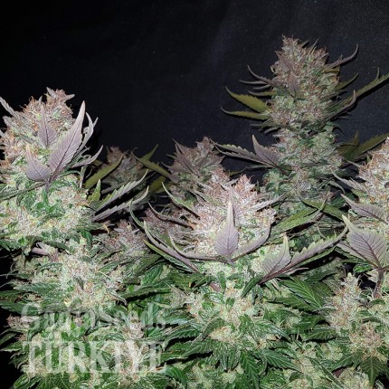 Samsun’da Auto Dark Devil feminised Ganja Seeds kenevir tohumu Auto Dark Devil feminised Ganja Seeds