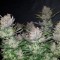 Samsun’da  Auto Dark Devil feminised Ganja Seeds kenevir tohumu