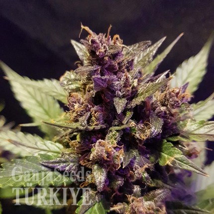 Trabzon’da Auto Dark Devil feminised Ganja Seeds kenevir tohumu Auto Dark Devil feminised Ganja Seeds