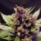 Trabzon’da  Auto Dark Devil feminised Ganja Seeds kenevir tohumu