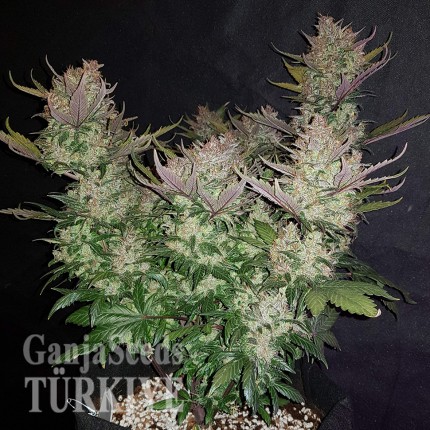Yalova’da Auto Dark Devil feminised Ganja Seeds kenevir tohumu Auto Dark Devil feminised Ganja Seeds
