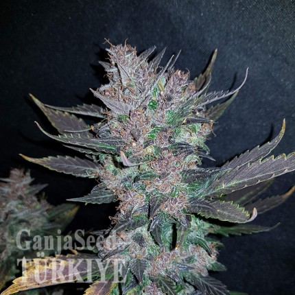 Auto Dark Devil feminised Ganja Seeds Otomatik çiçeklenen dişileştirilmiş kenevir tohumu Auto Dark Devil feminised Ganja Seeds