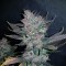 Auto Dark Devil feminised Ganja Seeds Otomatik çiçeklenen dişileştirilmiş kenevir tohumu