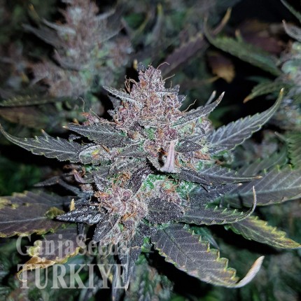 Auto Dark Devil feminised Ganja Seeds Otomatik çiçeklenen kenevir tohumları Auto Dark Devil feminised Ganja Seeds