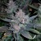 Auto Dark Devil feminised Ganja Seeds Otomatik çiçeklenen kenevir tohumları