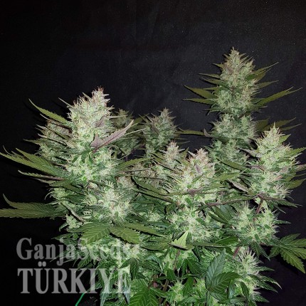 Auto Dark Devil feminised Ganja Seeds Otomatik çiçeklenen dişileştirilmiş kenevir tohumu kargo ile eve teslim Auto Dark Devil feminised Ganja Seeds