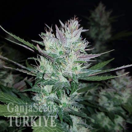 Auto Dark Devil feminised Ganja Seeds Orijinal ambalajda kenevir tohumları Auto Dark Devil feminised Ganja Seeds