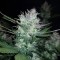 Auto Dark Devil feminised Ganja Seeds Orijinal ambalajda kenevir tohumları