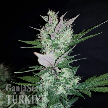Auto Dark Devil feminised Ganja Seeds Kenevir tohumları Auto Dark Devil feminised Ganja Seeds