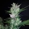 Auto Dark Devil feminised Ganja Seeds Kenevir tohumları