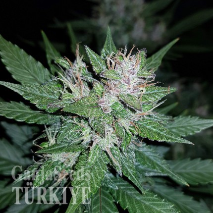 Auto Dark Devil feminised Ganja Seeds Online kenevir tohumu Auto Dark Devil feminised Ganja Seeds