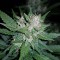 Auto Dark Devil feminised Ganja Seeds Online kenevir tohumu