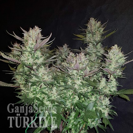 Auto Dark Devil feminised Ganja Seeds Eve teslim kenevir tohumları Auto Dark Devil feminised Ganja Seeds