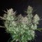 Auto Dark Devil feminised Ganja Seeds Eve teslim kenevir tohumları