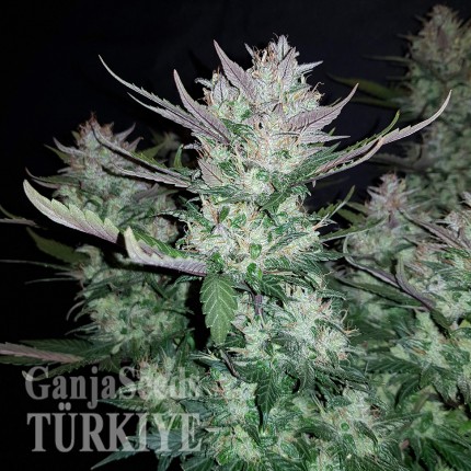 Türkiye'de kenevir tohumu Auto Dark Devil feminised Ganja Seeds Auto Dark Devil feminised Ganja Seeds