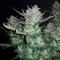 Türkiye'de kenevir tohumu Auto Dark Devil feminised Ganja Seeds