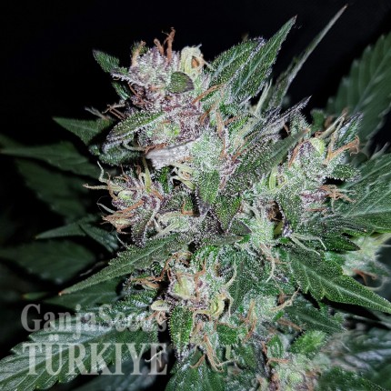 Türkiye'de online kenevir tohumu Auto Dark Devil feminised Ganja Seeds Auto Dark Devil feminised Ganja Seeds