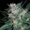 Türkiye'de online kenevir tohumu Auto Dark Devil feminised Ganja Seeds