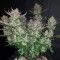 Türkiye'de eve teslim kenevir tohumu Auto Dark Devil feminised Ganja Seeds