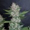 Auto Dark Devil feminised Ganja Seeds GanjaSeeds internet mağazsında otomatik çiçeklenen dişileştirilmiş kenevir tohumlarını satın al