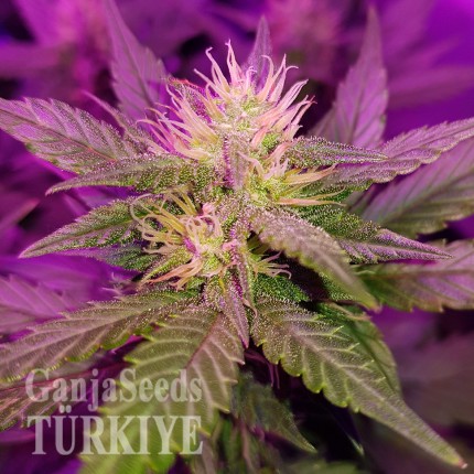 GanjaSeeds internet mağazasından kargo ile Auto Dark Devil feminised Ganja Seeds Auto Dark Devil feminised Ganja Seeds