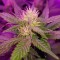 GanjaSeeds internet mağazasından kargo ile Auto Dark Devil feminised Ganja Seeds