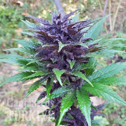 Auto Dark Devil feminised Ganja Seeds Ucuz kenevir tohumu fiyatları Auto Dark Devil feminised Ganja Seeds