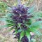 Auto Dark Devil feminised Ganja Seeds Ucuz kenevir tohumu fiyatları