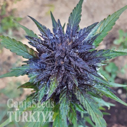 Auto Dark Devil feminised Ganja Seeds Yüksek verimli kenevir tohumları Auto Dark Devil feminised Ganja Seeds