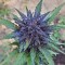Auto Dark Devil feminised Ganja Seeds Yüksek verimli kenevir tohumları