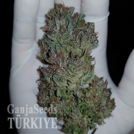 Auto Dark Devil feminised Ganja Seeds Kenevir kültürü tohumları Auto Dark Devil feminised Ganja Seeds