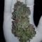 Auto Dark Devil feminised Ganja Seeds Kenevir kültürü tohumları