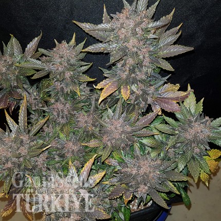 Auto Dark Devil feminised Ganja Seeds Orijinal ambalajda kenevir tohumları Auto Dark Devil feminised Ganja Seeds