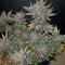 Auto Dark Devil feminised Ganja Seeds Orijinal ambalajda kenevir tohumları