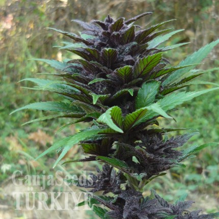 Auto Dark Devil feminised Ganja Seeds Güçlü kenevir tohumları Auto Dark Devil feminised Ganja Seeds