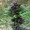 Auto Dark Devil feminised Ganja Seeds Güçlü kenevir tohumları